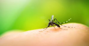 Essential Oils For Bug Bites