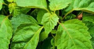 Amazing Patchouli Essential Oil Benefits You Just Can’t Live Without…