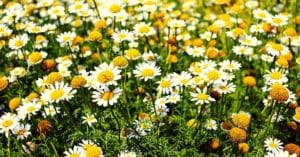 Roman Chamomile Essential Oil Benefits That May Surprise You!