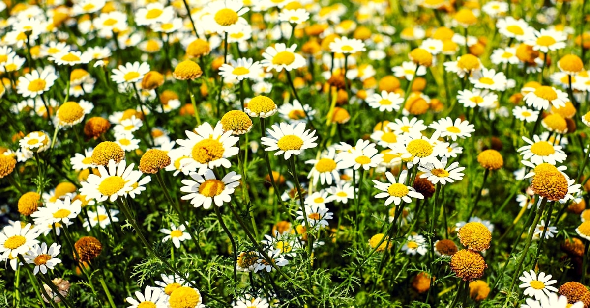 roman chamomile essential oil benefits