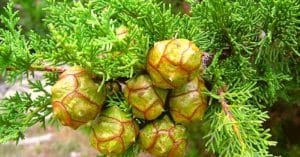 16+ Cypress Essential Oil Benefits You Never Knew About!