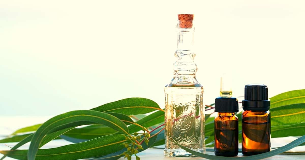 how to use eucalyptus essential oil
