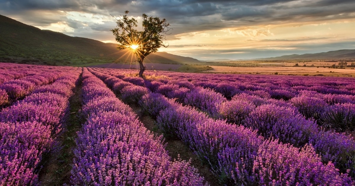 lavender essential oil benefits