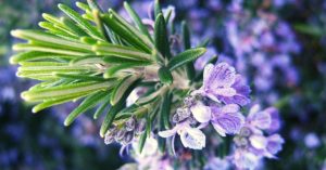 11 Rosemary Essential Oil Benefits – Skin, Hair & Health!