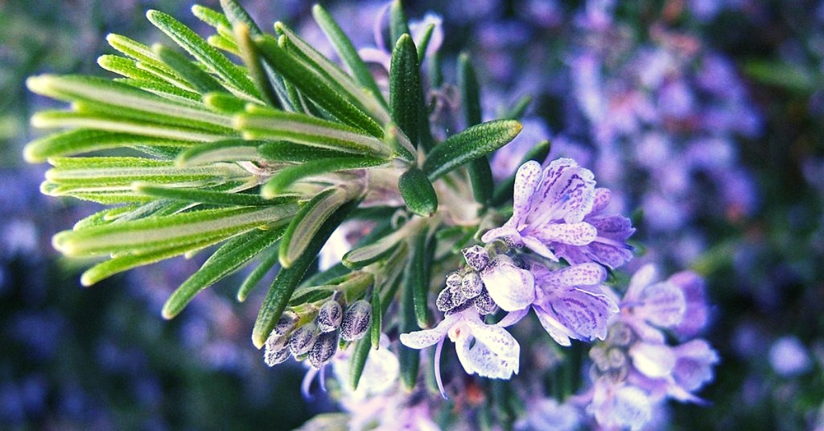 Rosmarinus officinalis