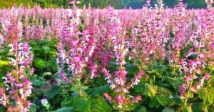 Clary Sage Essential Oil Benefits (Magical & Powerful!)