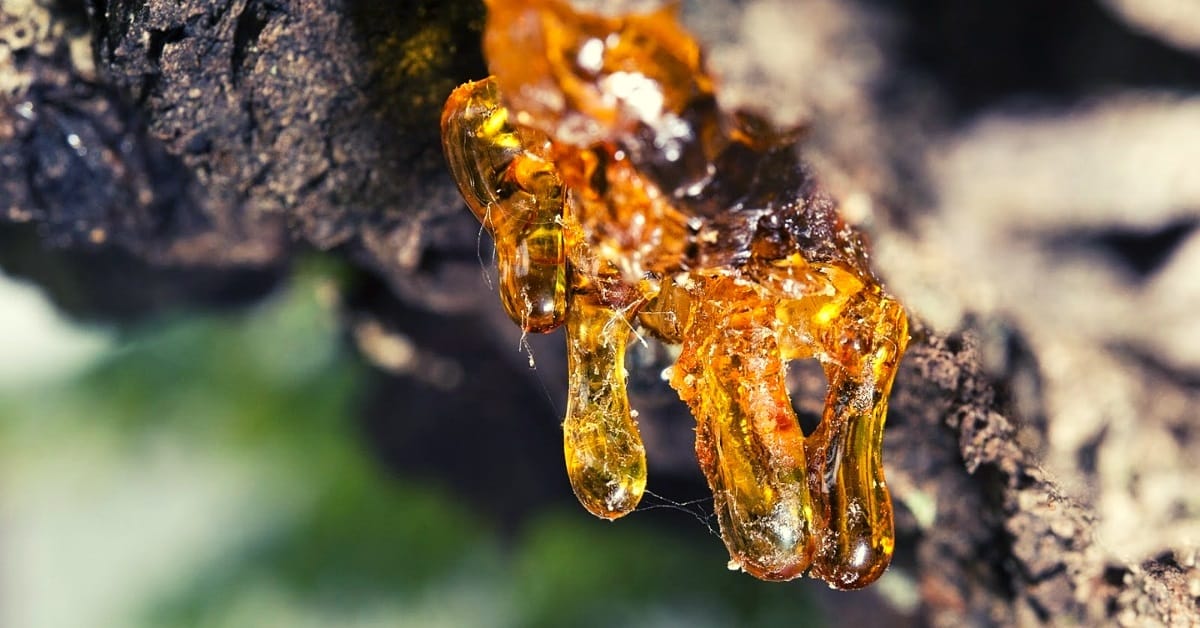 benefits of copaiba essential oil