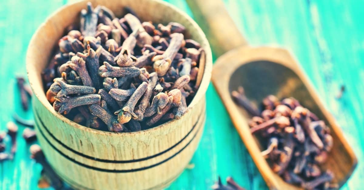 uses of clove bud essential oil