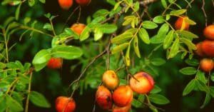 Copaiba Essential Oil Uses – 15 Ways How To Use Copaiba +Recipes!