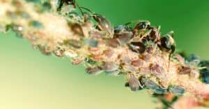 Essential Oils For Fleas (Repel & Kill) +3 Powerful Recipes