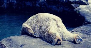 Essential Oils For Hangover – The Only Guide You’ll Ever Need…